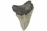 Serrated, Fossil Megalodon Tooth - North Carolina #295080-1